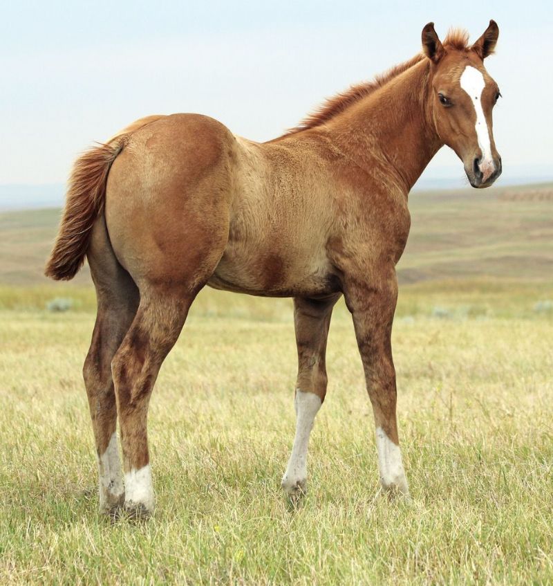 052 - Sapphire Pep San colt